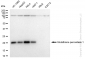 KD-Validated Anti-GPX1 Rabbit Monoclonal Antibody