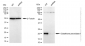 KD-Validated Anti-GPX1 Rabbit Monoclonal Antibody