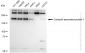 KD-Validated Anti-Contactin associated protein 1 Rabbit Monoclonal Antibody