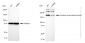 KD-Validated Anti-Contactin associated protein 1 Rabbit Monoclonal Antibody