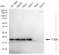 KD-Validated Anti-TCEB2 Rabbit Monoclonal Antibody