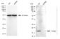 KD-Validated Anti-TCEB2 Rabbit Monoclonal Antibody