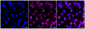 KD-Validated Anti-TCEB2 Rabbit Monoclonal Antibody