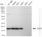 KD-Validated Anti-TCEB2 Rabbit Monoclonal Antibody