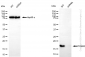 KD-Validated Anti-TCEB2 Rabbit Monoclonal Antibody