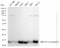 KD-Validated Anti-beta 2 Microglobulin Rabbit Monoclonal Antibody