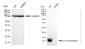 KD-Validated Anti-beta 2 Microglobulin Rabbit Monoclonal Antibody