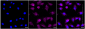 KD-Validated Anti-Caspase 6 Rabbit Monoclonal Antibody