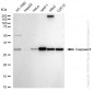 KD-Validated Anti-Caspase 6 Rabbit Monoclonal Antibody