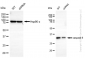 KD-Validated Anti-Caspase 6 Rabbit Monoclonal Antibody