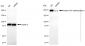 KD-Validated Anti-Acetyl-CoA carboxylase alpha Rabbit Monoclonal Antibody