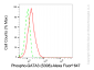 KD-Validated Anti-Phospho-GATA3(S308) Rabbit Monoclonal Antibody