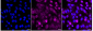KD-Validated Anti-Phospho-GATA3(S308) Rabbit Monoclonal Antibody