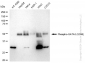 KD-Validated Anti-Phospho-GATA3(S308) Rabbit Monoclonal Antibody