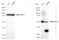KD-Validated Anti-Phospho-GATA3(S308) Rabbit Monoclonal Antibody
