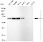 KD-Validated Anti-CDT1 Rabbit Monoclonal Antibody