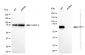 KD-Validated Anti-CDT1 Rabbit Monoclonal Antibody