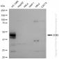KD-Validated Anti-CD82 Rabbit Monoclonal Antibody