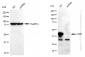 KD-Validated Anti-CD82 Rabbit Monoclonal Antibody