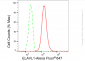 KD-Validated Anti-HuR / ELAVL1 Rabbit Monoclonal Antibody