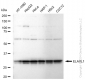 KD-Validated Anti-HuR / ELAVL1 Rabbit Monoclonal Antibody