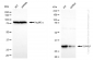KD-Validated Anti-HuR / ELAVL1 Rabbit Monoclonal Antibody