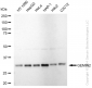 KD-Validated Anti-GEMIN2 Rabbit Monoclonal Antibody