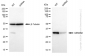 KD-Validated Anti-GEMIN2 Rabbit Monoclonal Antibody