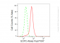 KD-Validated Anti-GOPC Rabbit Monoclonal Antibody