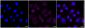 KD-Validated Anti-GOPC Rabbit Monoclonal Antibody