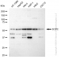 KD-Validated Anti-GOPC Rabbit Monoclonal Antibody