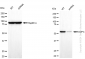 KD-Validated Anti-GOPC Rabbit Monoclonal Antibody