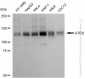 KD-Validated Anti-GTF2I Rabbit Monoclonal Antibody