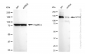 KD-Validated Anti-GTF2I Rabbit Monoclonal Antibody
