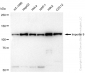 KD-Validated Anti-Importin 9 Rabbit Monoclonal Antibody