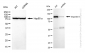 KD-Validated Anti-Importin 9 Rabbit Monoclonal Antibody