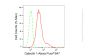 KD-Validated Anti-Galectin 1 Rabbit Monoclonal Antibody