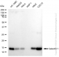 KD-Validated Anti-Galectin 1 Rabbit Monoclonal Antibody