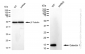 KD-Validated Anti-Galectin 1 Rabbit Monoclonal Antibody