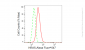 KD-Validated Anti-HRAS Rabbit Monoclonal Antibody