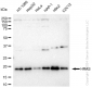 KD-Validated Anti-HRAS Rabbit Monoclonal Antibody