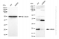 KD-Validated Anti-HRAS Rabbit Monoclonal Antibody