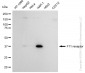 KD-Validated Anti-F11 receptor Rabbit Monoclonal Antibody