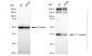 KD-Validated Anti-F11 receptor Rabbit Monoclonal Antibody