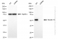 KD-Validated Anti-Keratin 10 Rabbit Monoclonal Antibody
