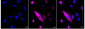 KD-Validated Anti-Keratin 4 Rabbit Monoclonal Antibody