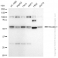 KD-Validated Anti-Keratin 4 Rabbit Monoclonal Antibody