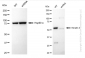 KD-Validated Anti-Keratin 4 Rabbit Monoclonal Antibody