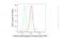 KD-Validated Anti-Histone deacetylase 6 Rabbit Monoclonal Antibody