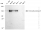 KD-Validated Anti-Histone deacetylase 6 Rabbit Monoclonal Antibody